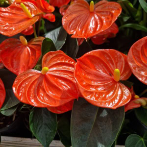 Flamingoblomst - Anthurium