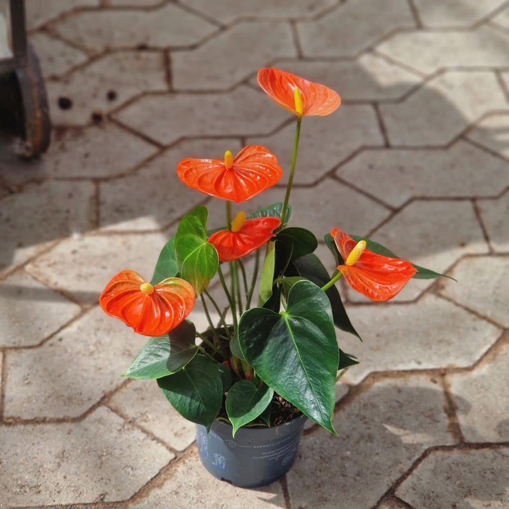 Flamingoblomst - Anthurium