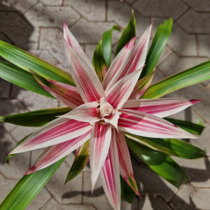 Guzmania - Linea Pink