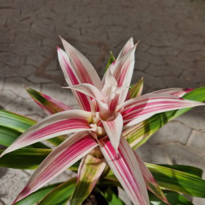 Guzmania - Linea Pink