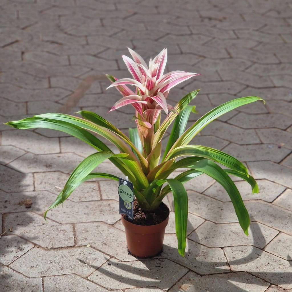 Juvelblomst -Guzmania - Linea Pink