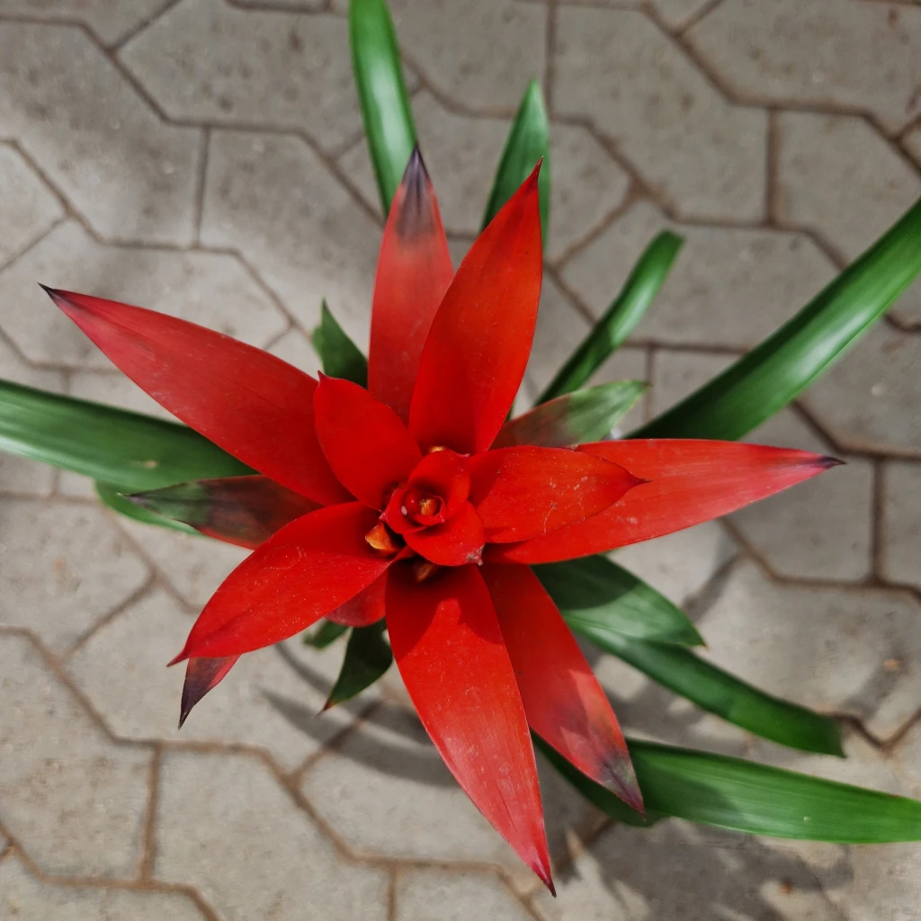 Guzmania