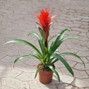 Juvelblomst - Guzmania