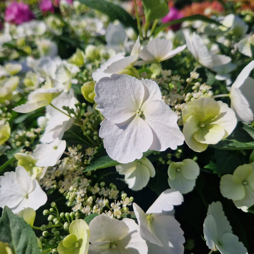 Hortensia Runaway Bride