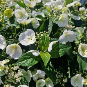 Hortensia Runaway Bride