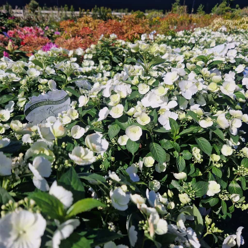 Hortensia Runaway Bride