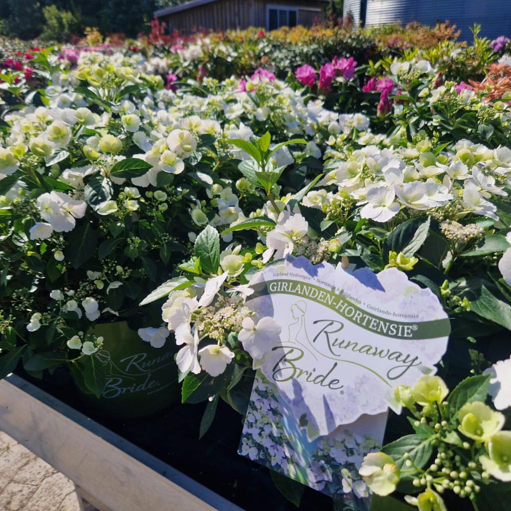 Hortensia Runaway Bride