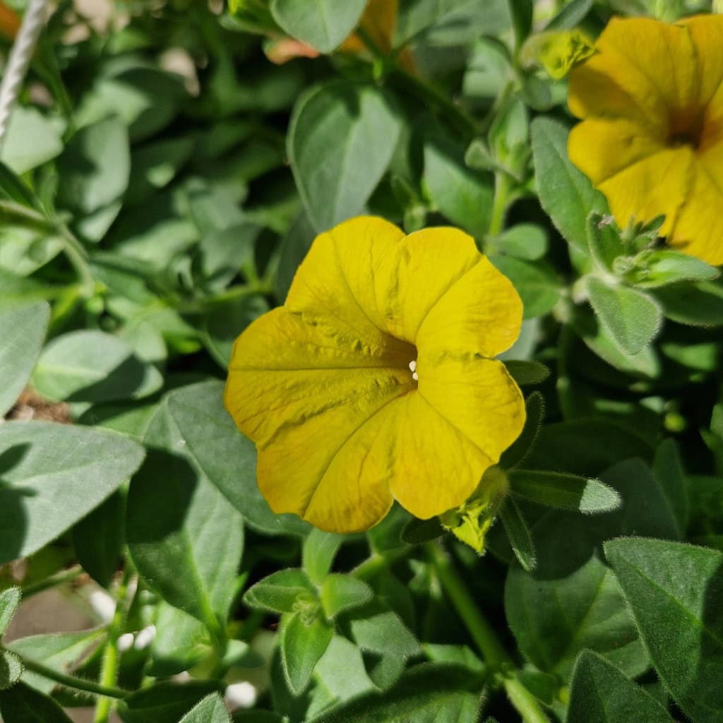 Petunia Surfinia