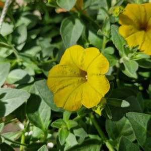 Petunia Surfinia