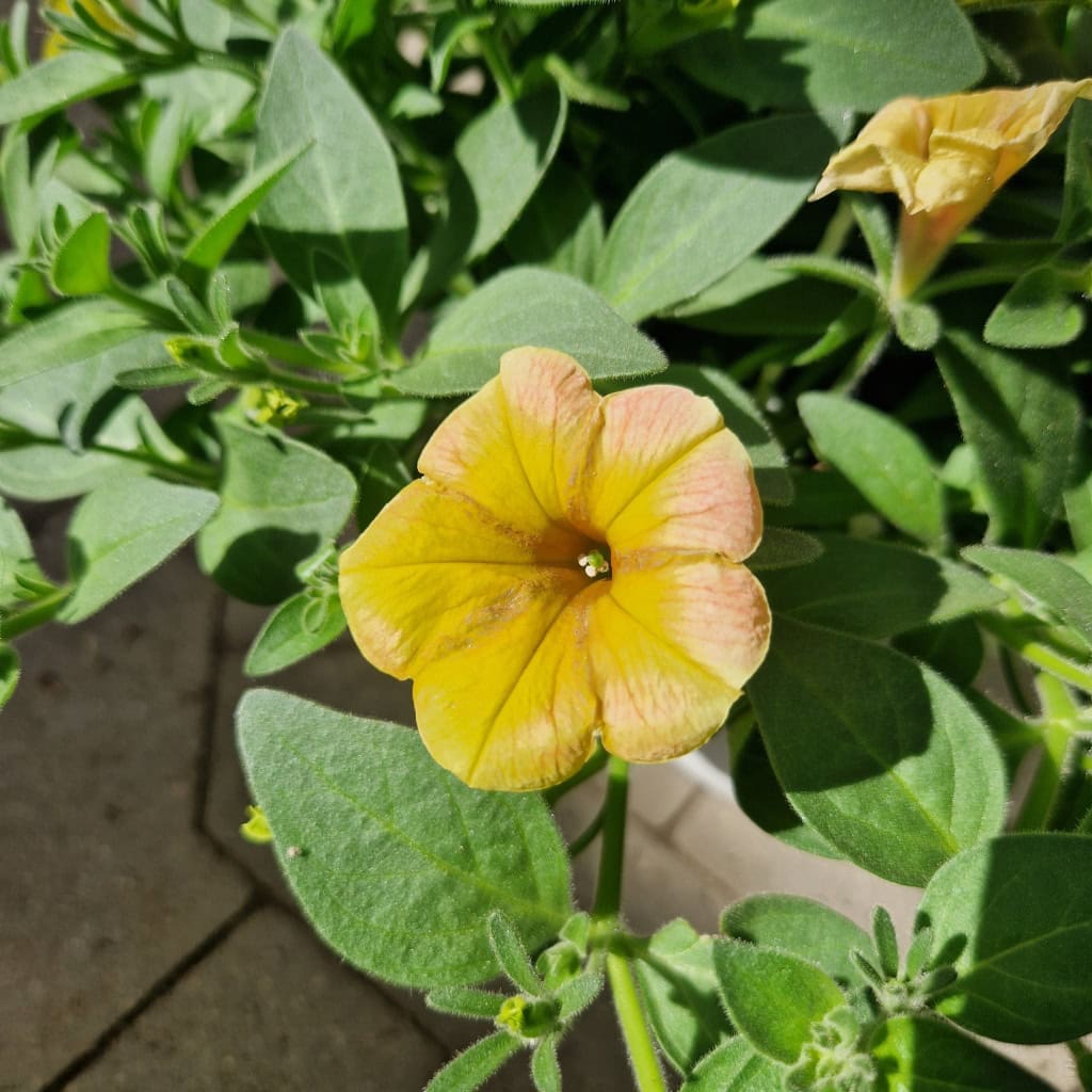 Petunia Surfinia