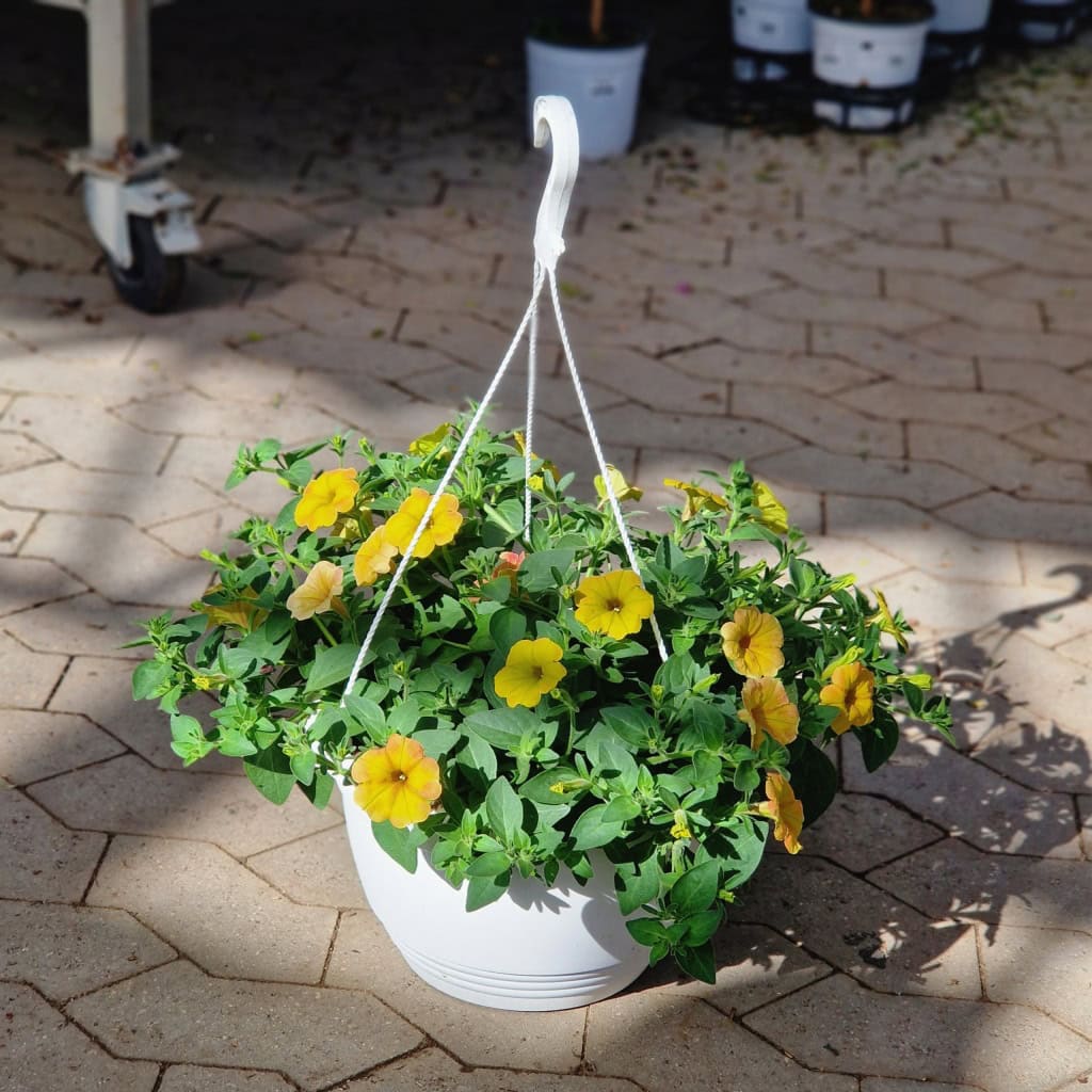 Petunia Surfinia