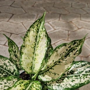 Sømandstrøst Aglaonema commutatum