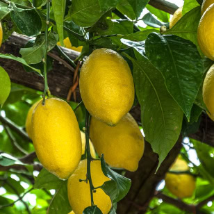 Citrontræ closeup