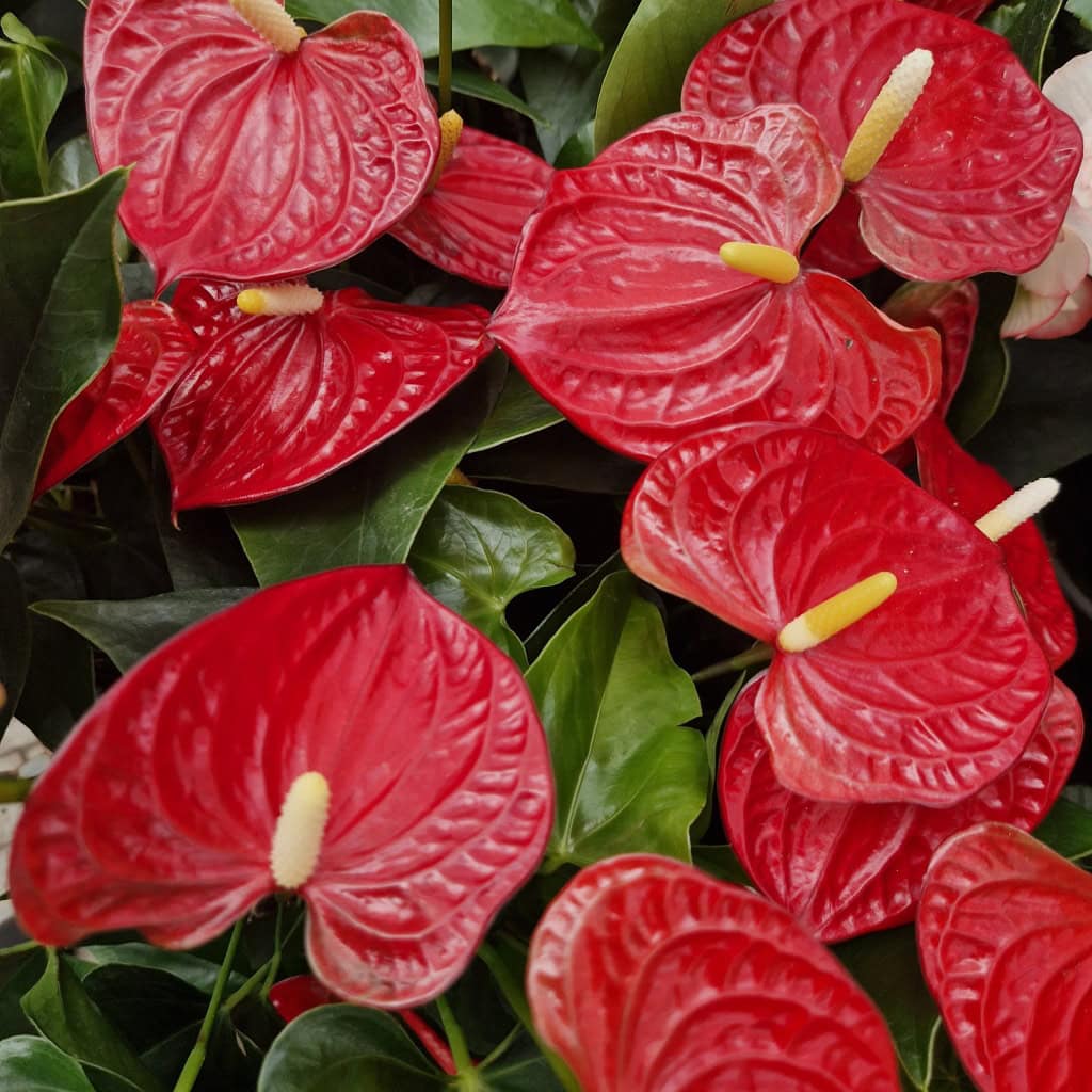 Flamingoblomst - Anthurium