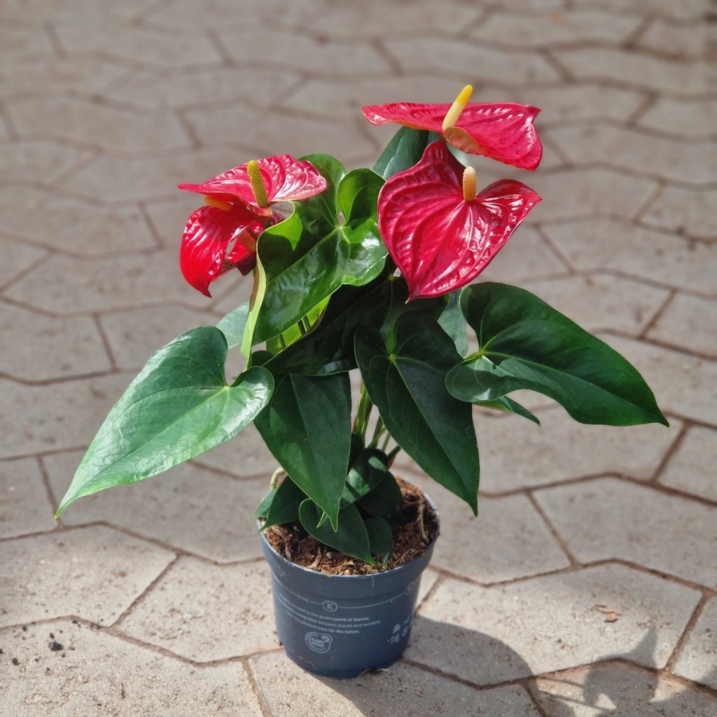 Flamingoblomst - Anthurium