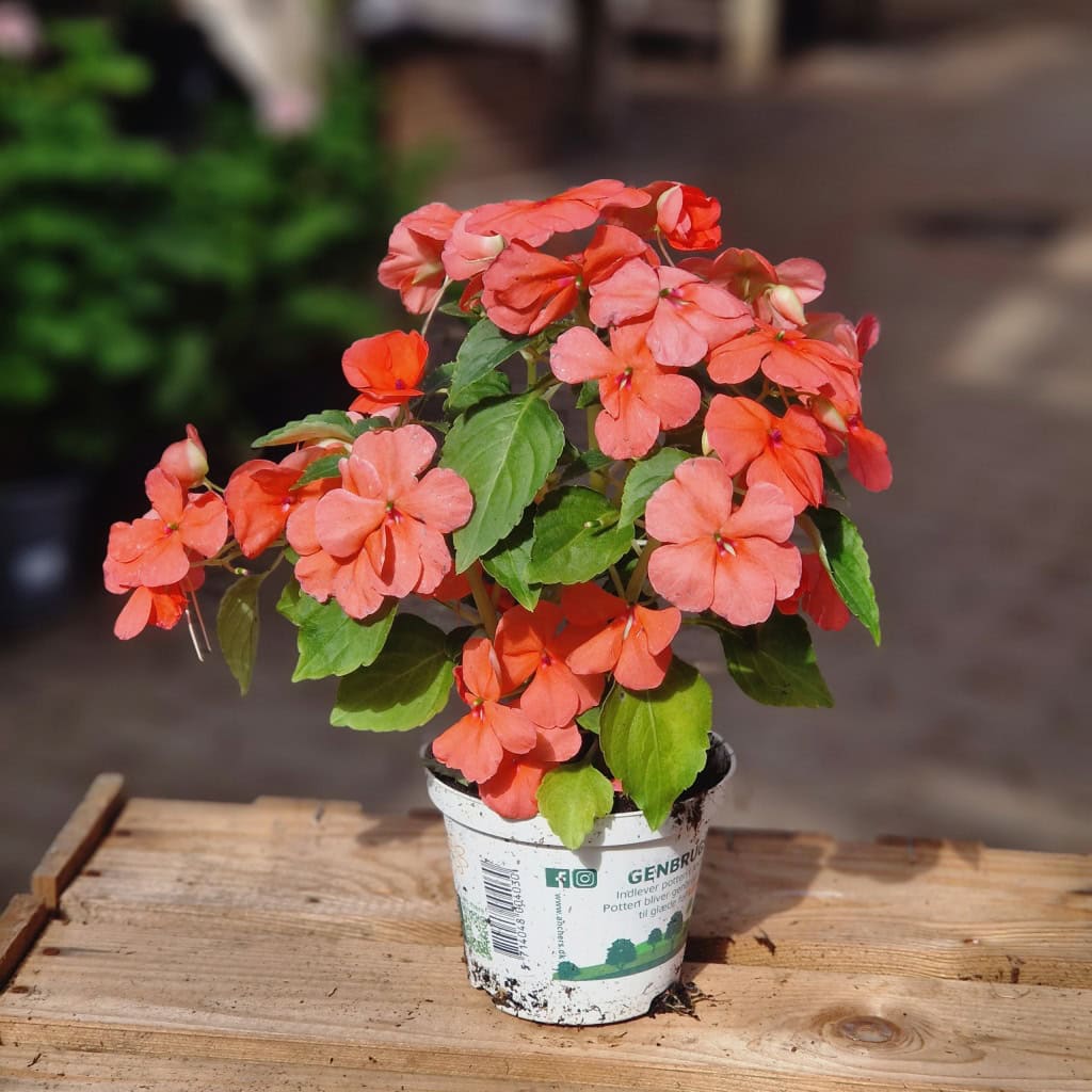Flittiglise - Impatiens walleriana