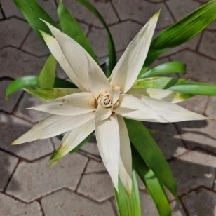 Guzmania - Suerte White