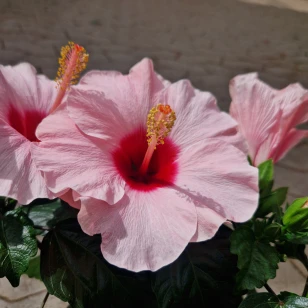 Hibiscus