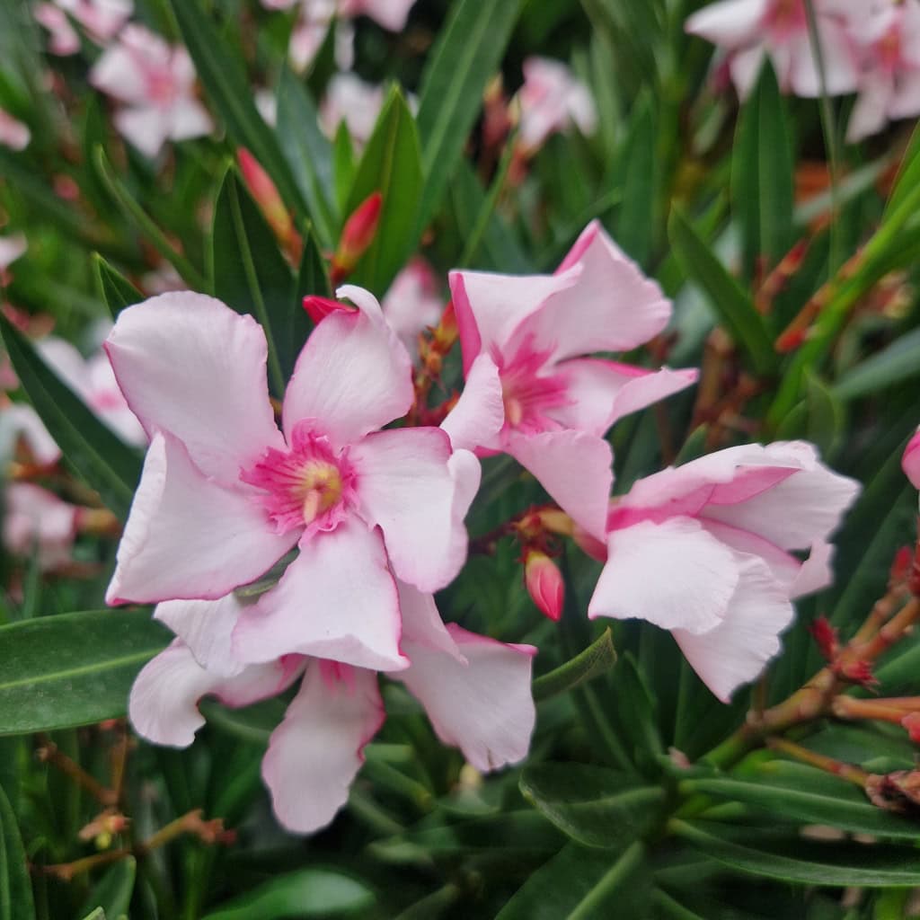 nerie - Nerium oleander