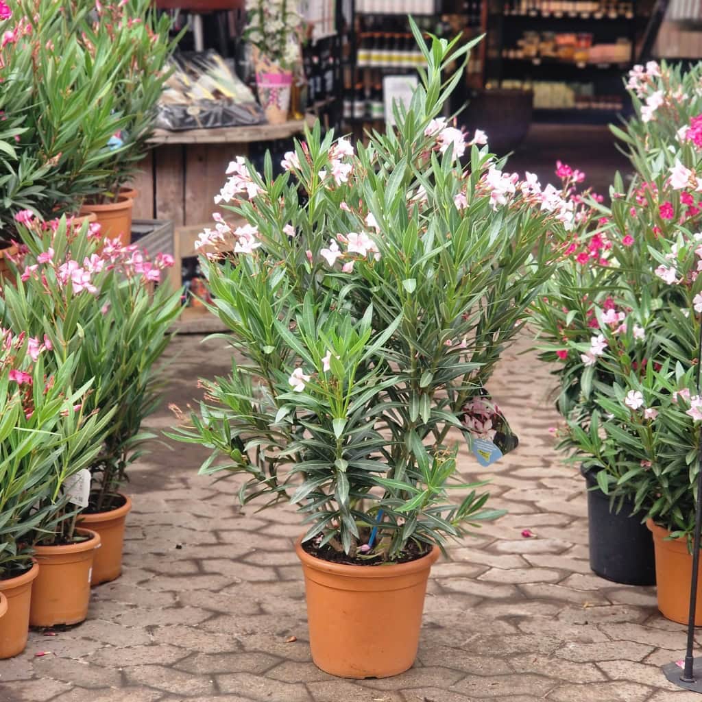 nerie - Nerium oleander