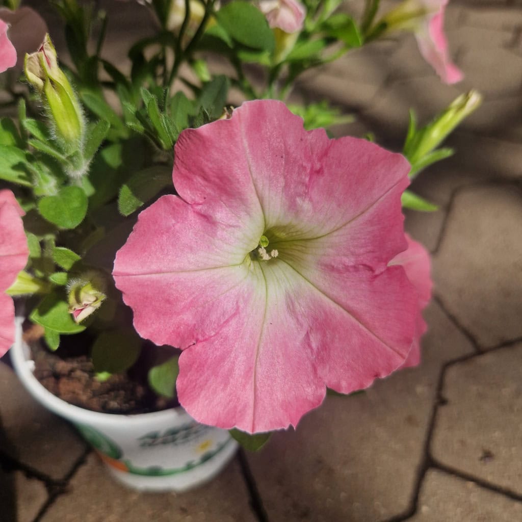 Petunia Surfinia
