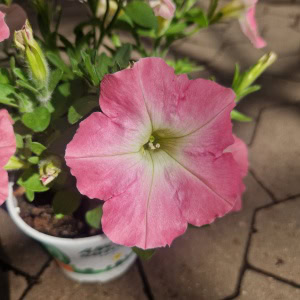 Petunia Surfinia