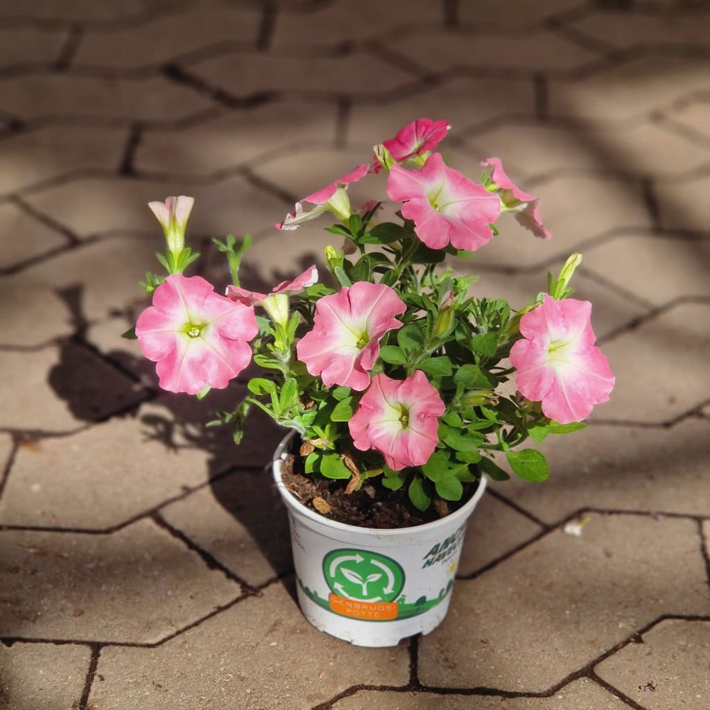 Petunia Surfinia