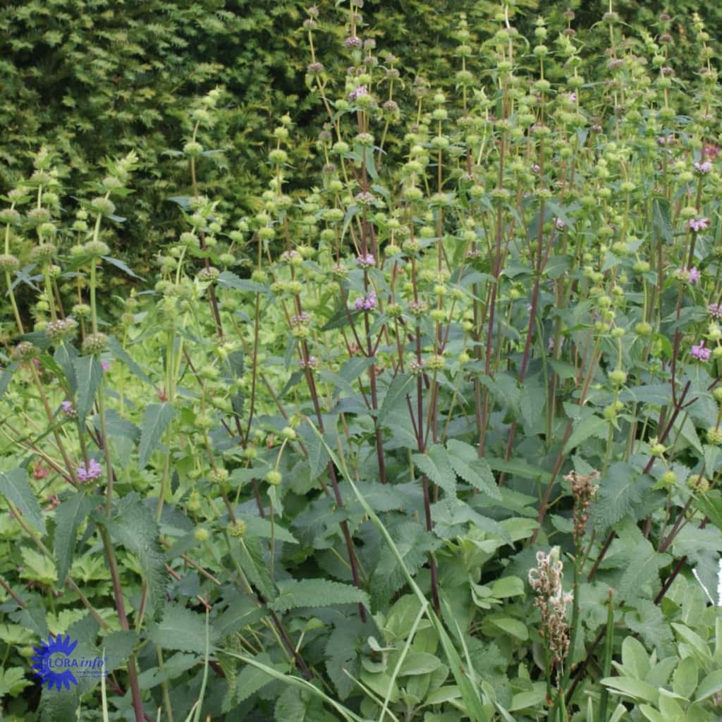 Knoldet Løvehale - Phlomis tuberosa