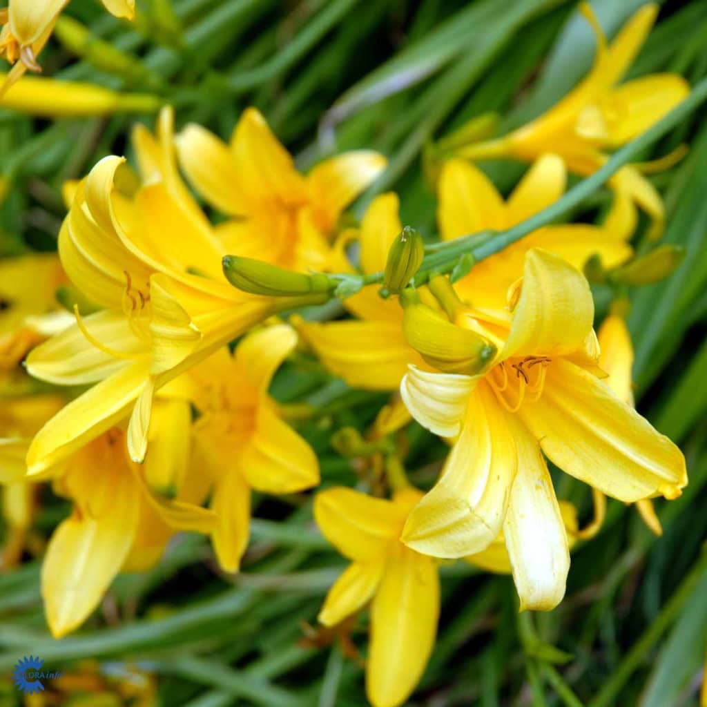 Gul Daglilje - Hemerocallis lilioasphodelus