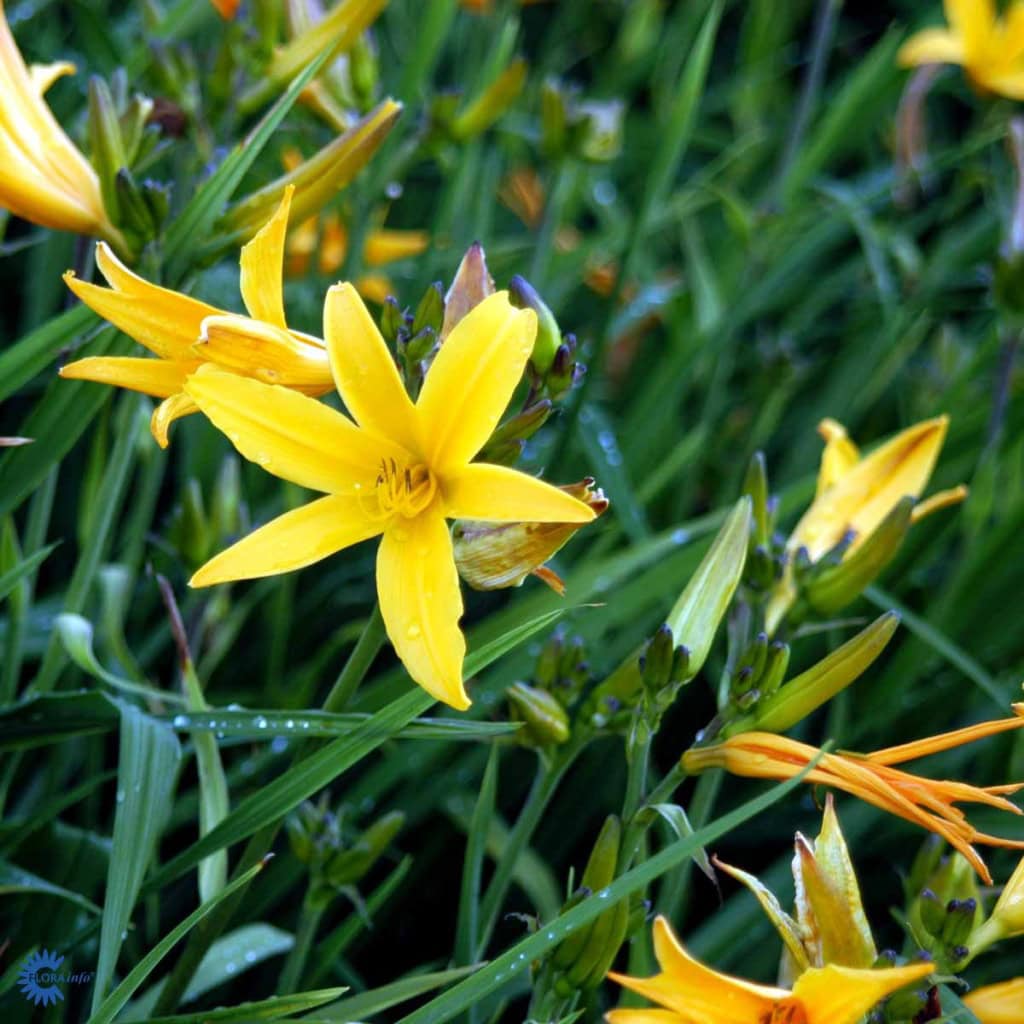 Gul Daglilje - Hemerocallis lilioasphodelus