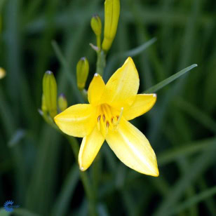 Gul Daglilje - Hemerocallis lilioasphodelus