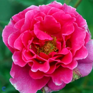 Renaissance rose 'Prinsesse Alexandra'