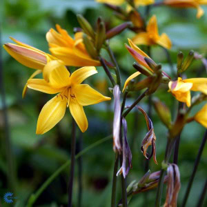 Gul Daglilje - Hemerocallis lilioasphodelus