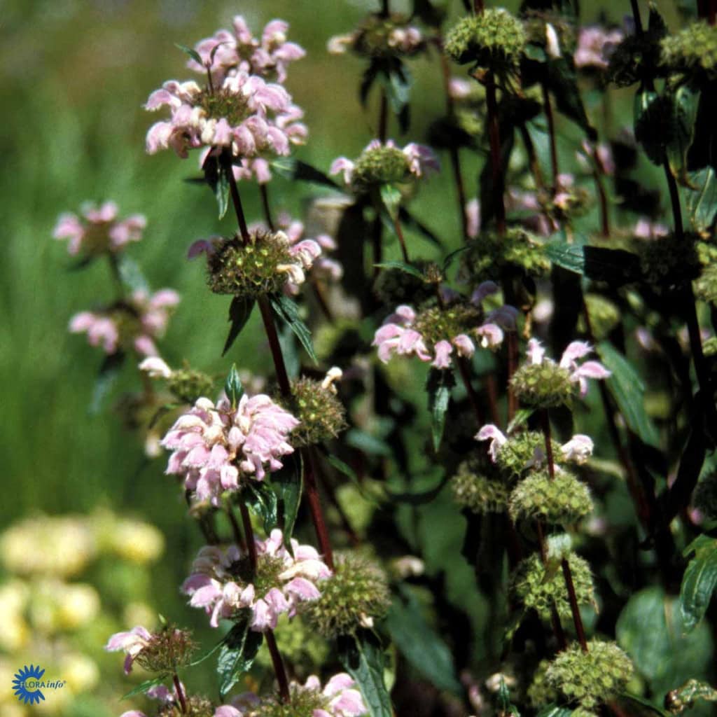 Knoldet Løvehale - Phlomis tuberosa