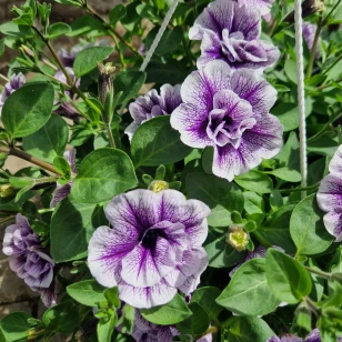 Petunia Surfinia