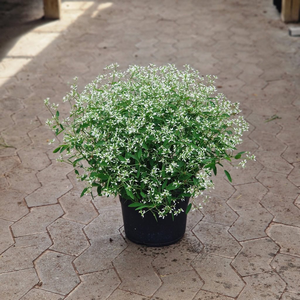 Euphorbia 'Diamond Frost'
