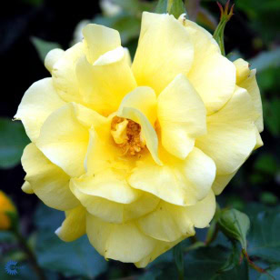 Rose 'Friesia'
