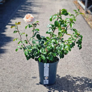 Rose 'Penny Lane' - Slyngrose - 4 liter