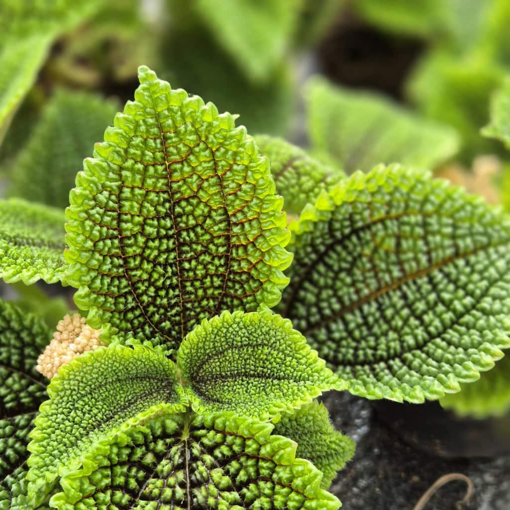 Pilea "Moon valley"