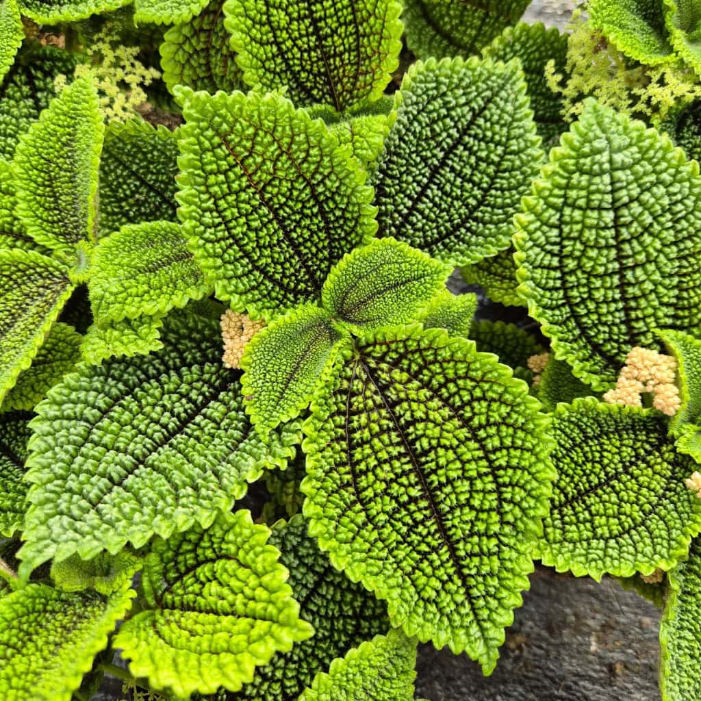 Pilea "Moon valley"