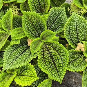 Pilea "Moon valley"