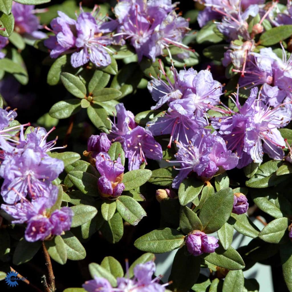 Dværgrhododendron 'Ramapo'