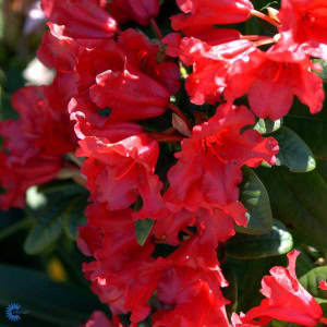 Dværgrhododendron 'Scarlet Wonder' - 30/35 cm