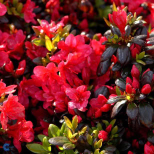 Japansk azalea 'Maruschka'