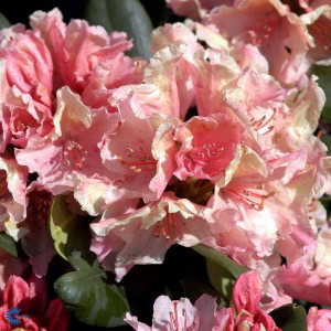 Rhododendron 'Brasilia' - 5 Liter