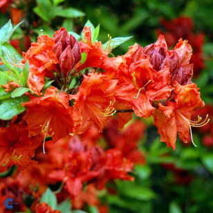 Azalea 'Gibraltar'