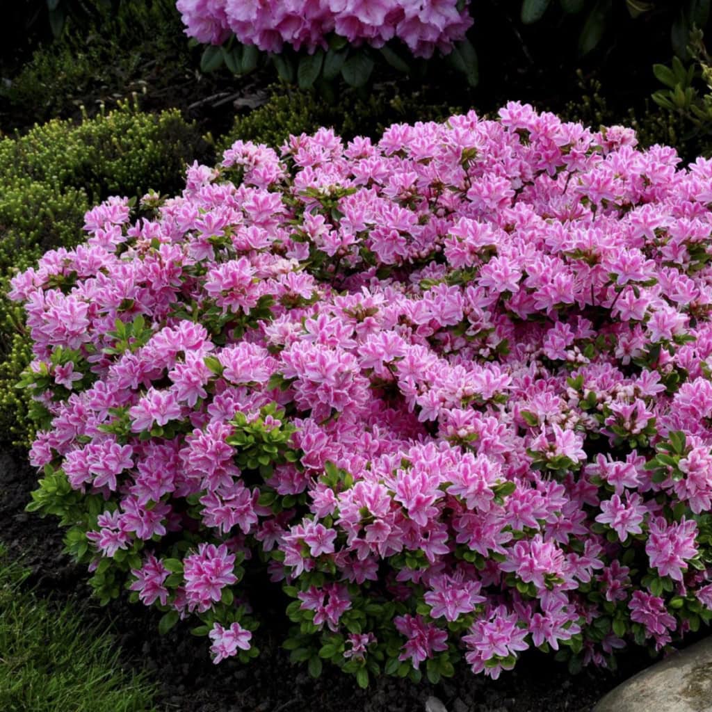 Japansk Azalea 'Kermesina Rose'