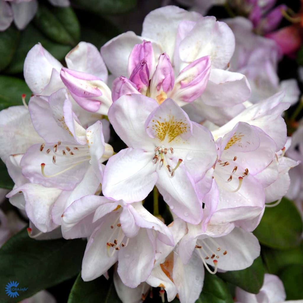 Rhododendron 'Gomer Waterer' - 5 Liter