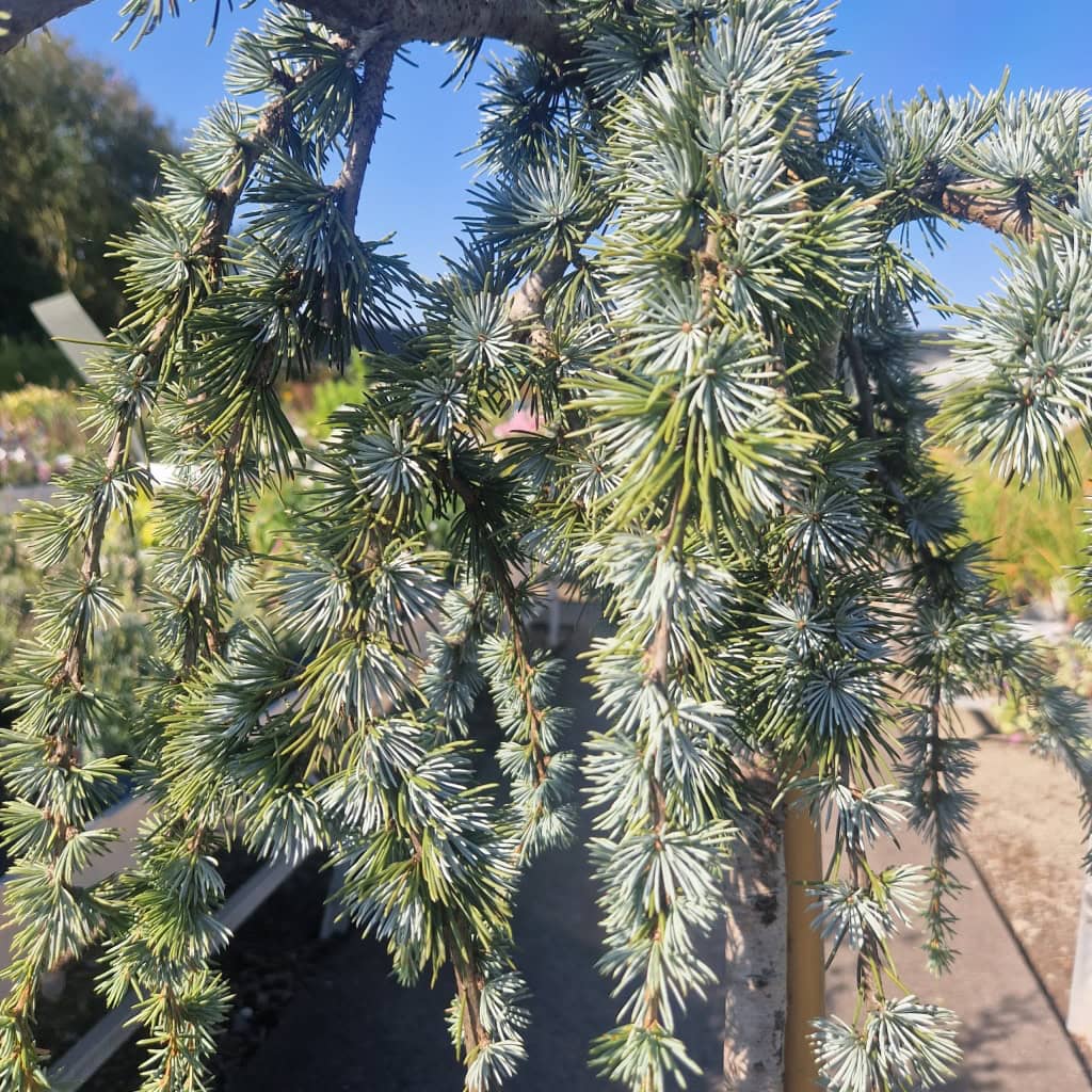 Hængende Atlasceder 'Pendula' - 30 Liter