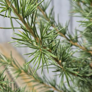 Cedrus libani - 3,5 liter